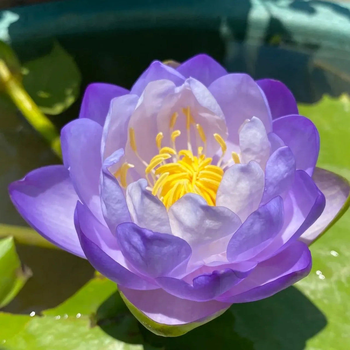 [7 days germination]The Sacred Bonsai Bowl Lotus Flower