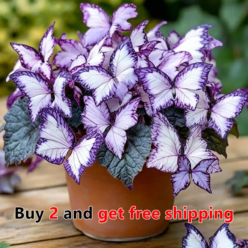 Moonlight Butterfly Flower Seeds