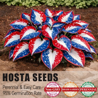 Rare American Glory Hosta Bulbs