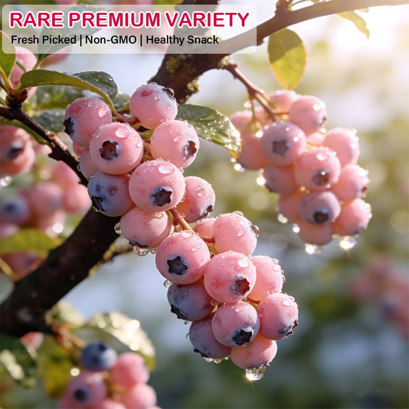 Premium Pink Blueberry Seeds