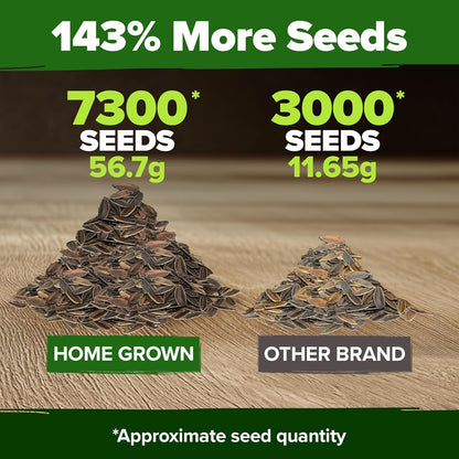 Zinnia Seeds for 2026 - California Giant Mix