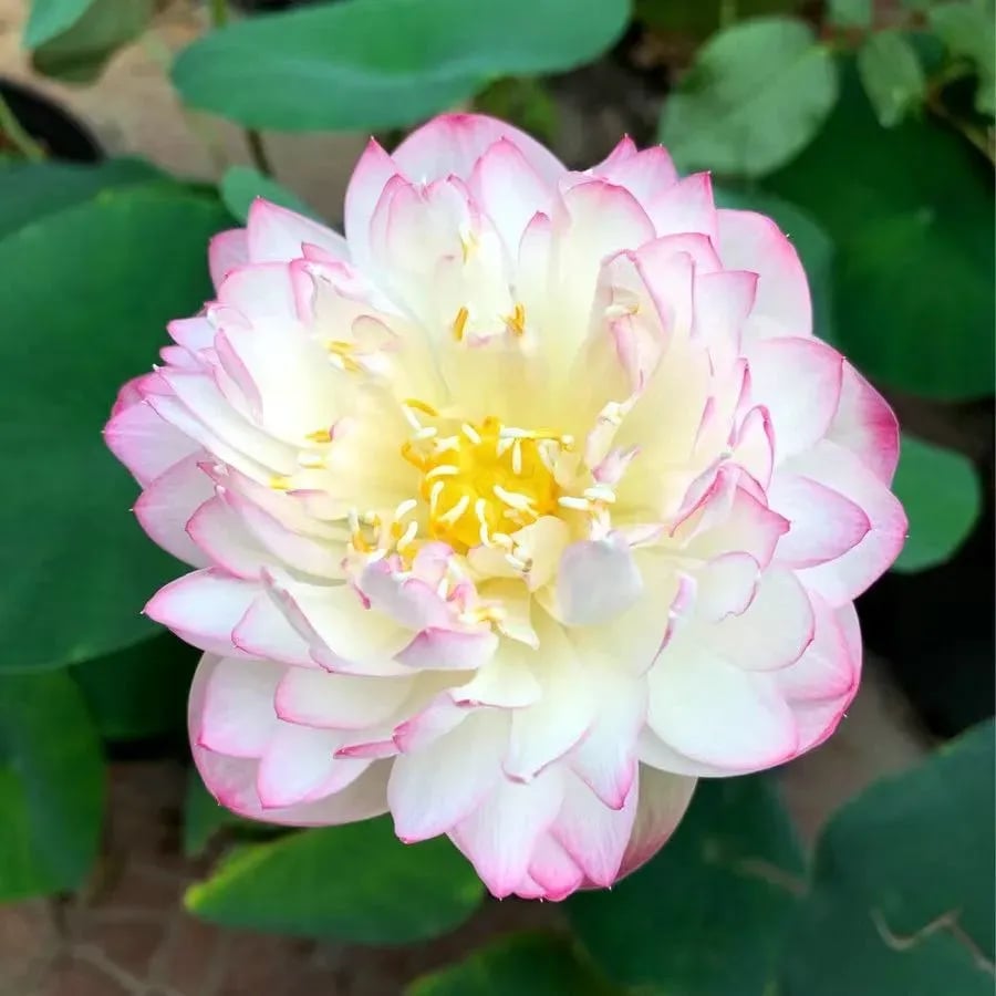 [7 days germination]The Sacred Bonsai Bowl Lotus Flower