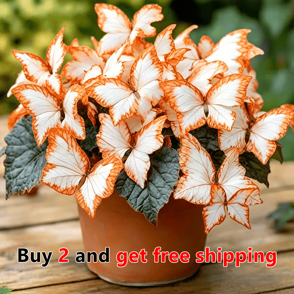 Moonlight Butterfly Flower Seeds