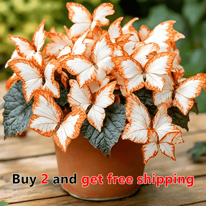 Moonlight Butterfly Flower Seeds