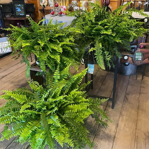 Last Day 50% OFF UV-Resistant Lifelike Artificial Boston Fern