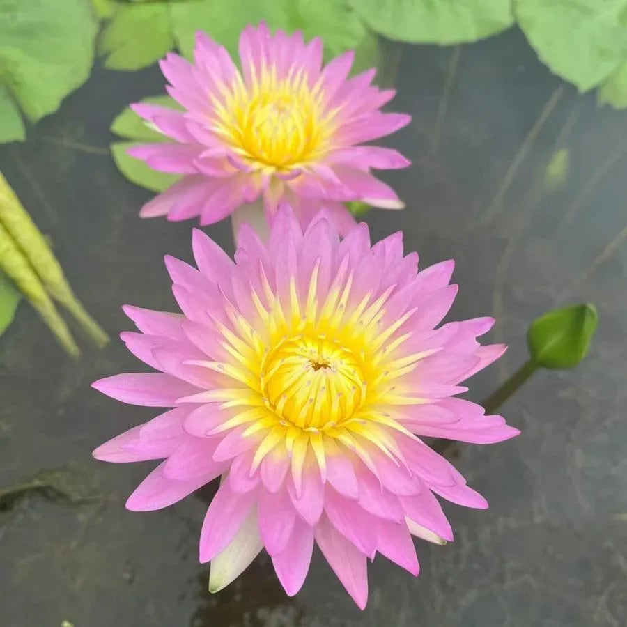 [7 days germination]The Sacred Bonsai Bowl Lotus Flower