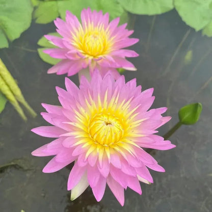 [7 days germination]The Sacred Bonsai Bowl Lotus Flower