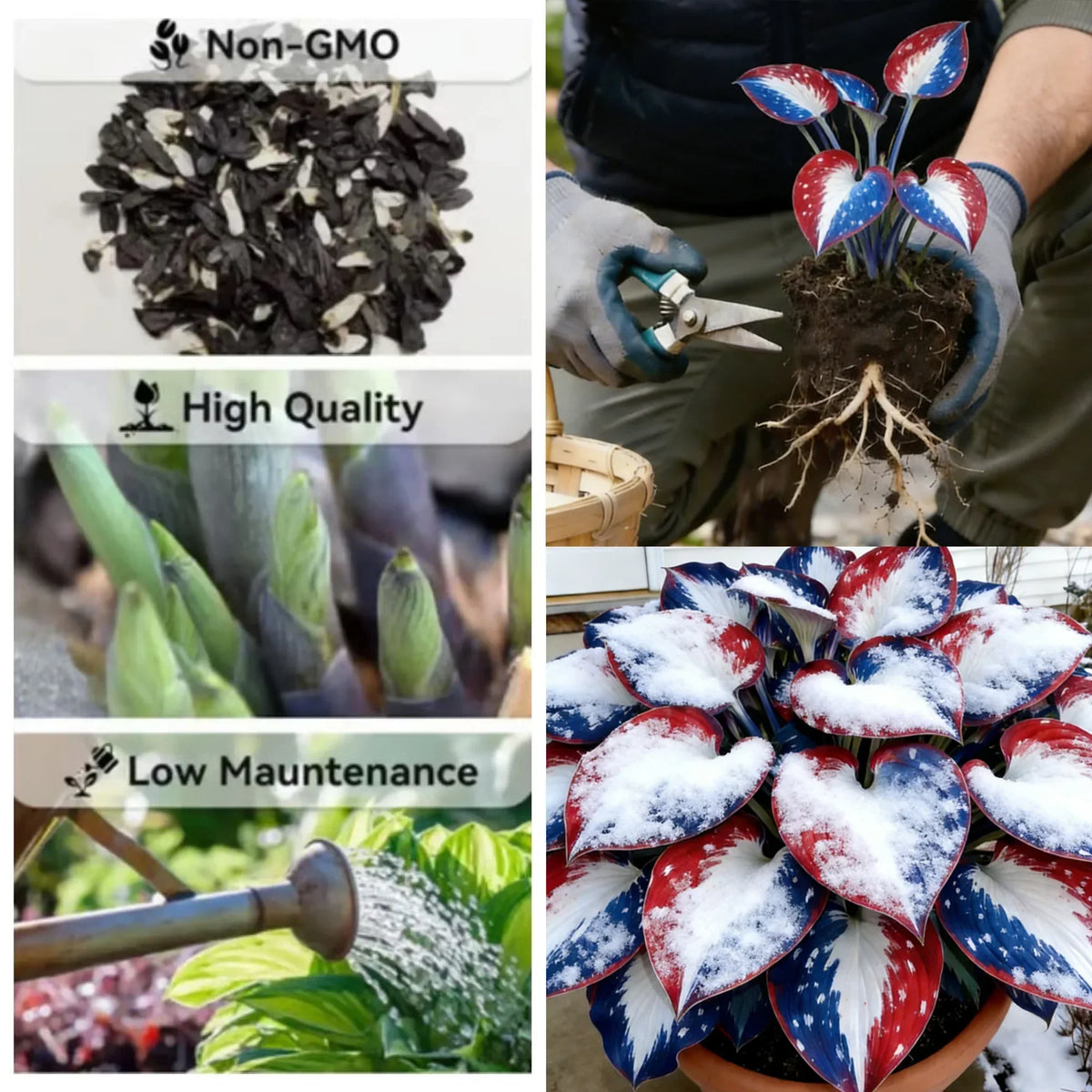 Rare American Glory Hosta Bulbs