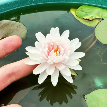 [7 days germination]The Sacred Bonsai Bowl Lotus Flower