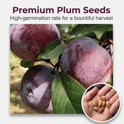 Heirloom Non-GMO Grafted Plum Tree