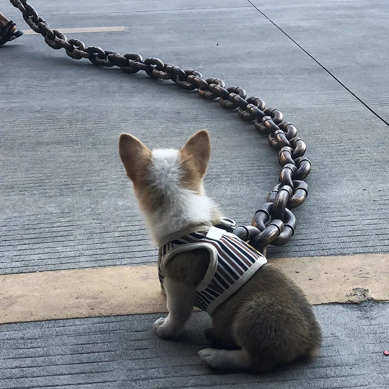 The Chain Paws - 2026 Funniest Pet Chain