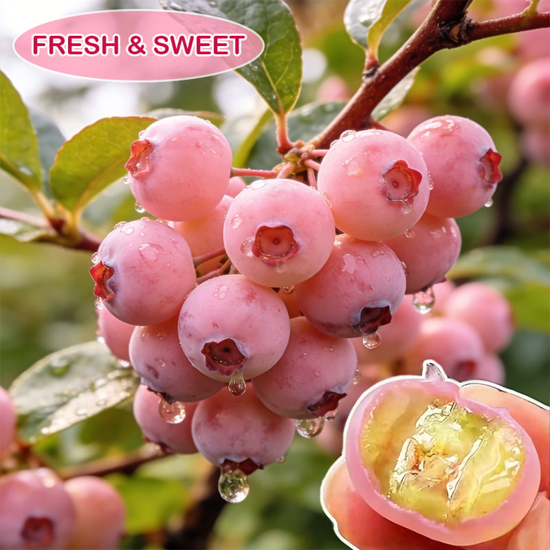 Premium Pink Blueberry Seeds
