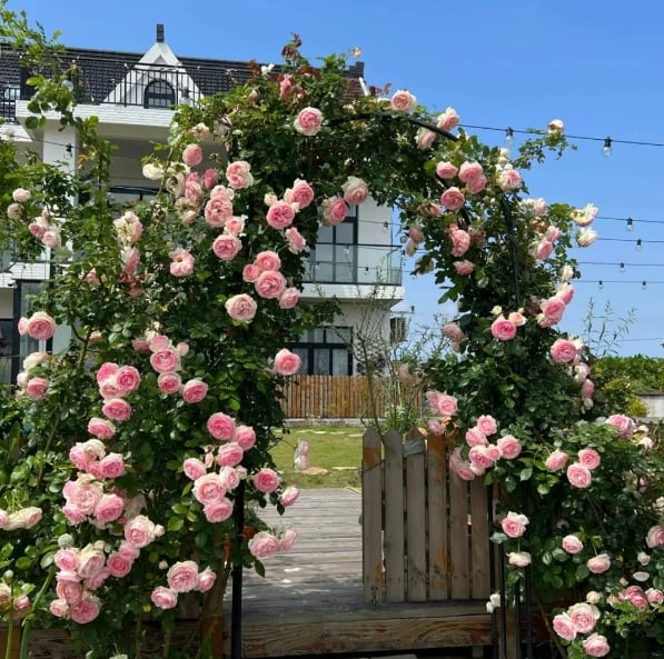 300 Pcs Rare Rose Flower Seeds