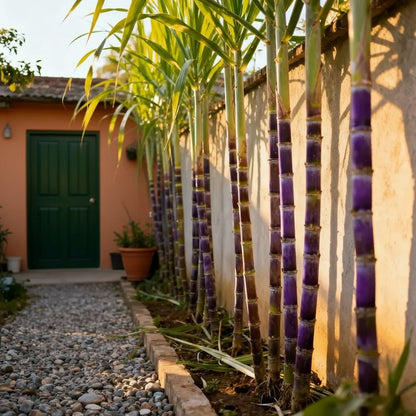 Grow Your Own Sugarcane – High Germination Seeds