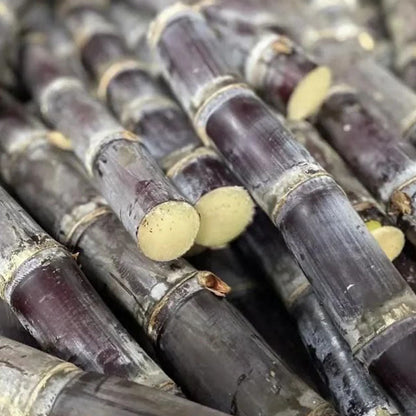 Grow Your Own Sugarcane – High Germination Seeds