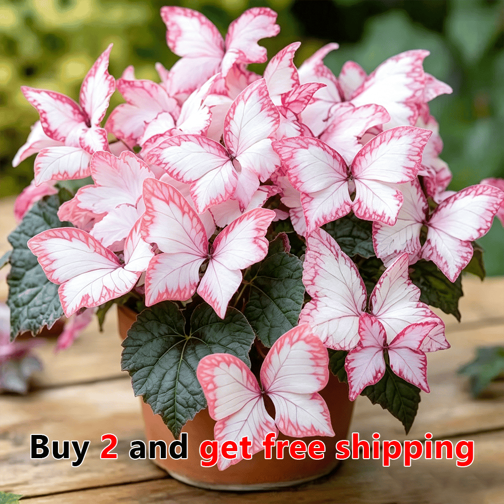 Moonlight Butterfly Flower Seeds