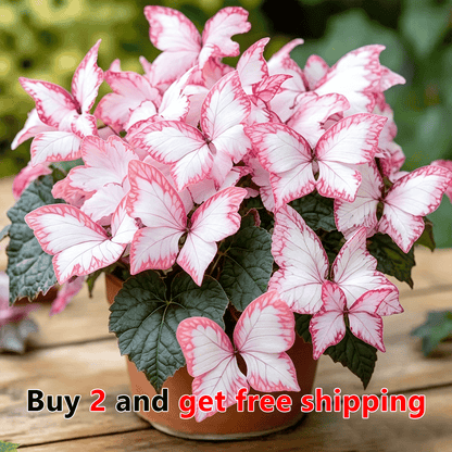 Moonlight Butterfly Flower Seeds