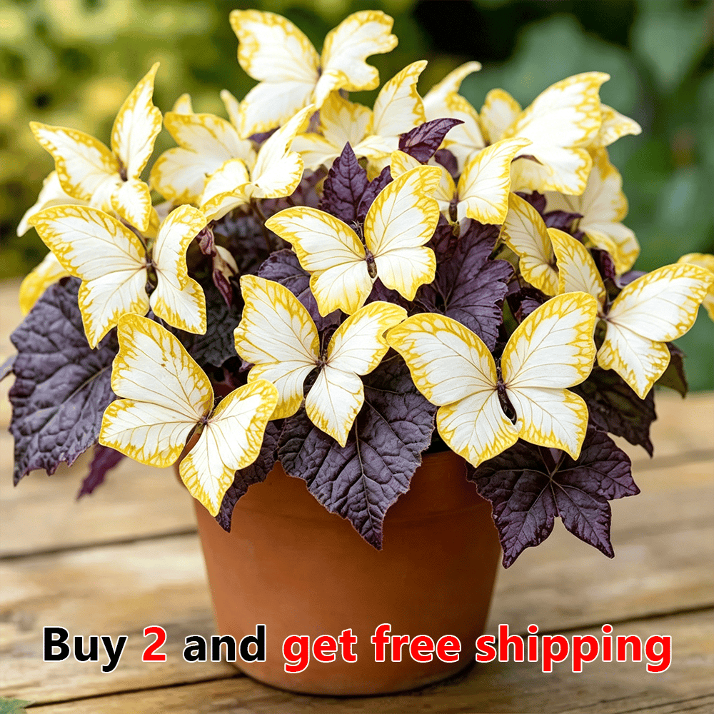 Moonlight Butterfly Flower Seeds