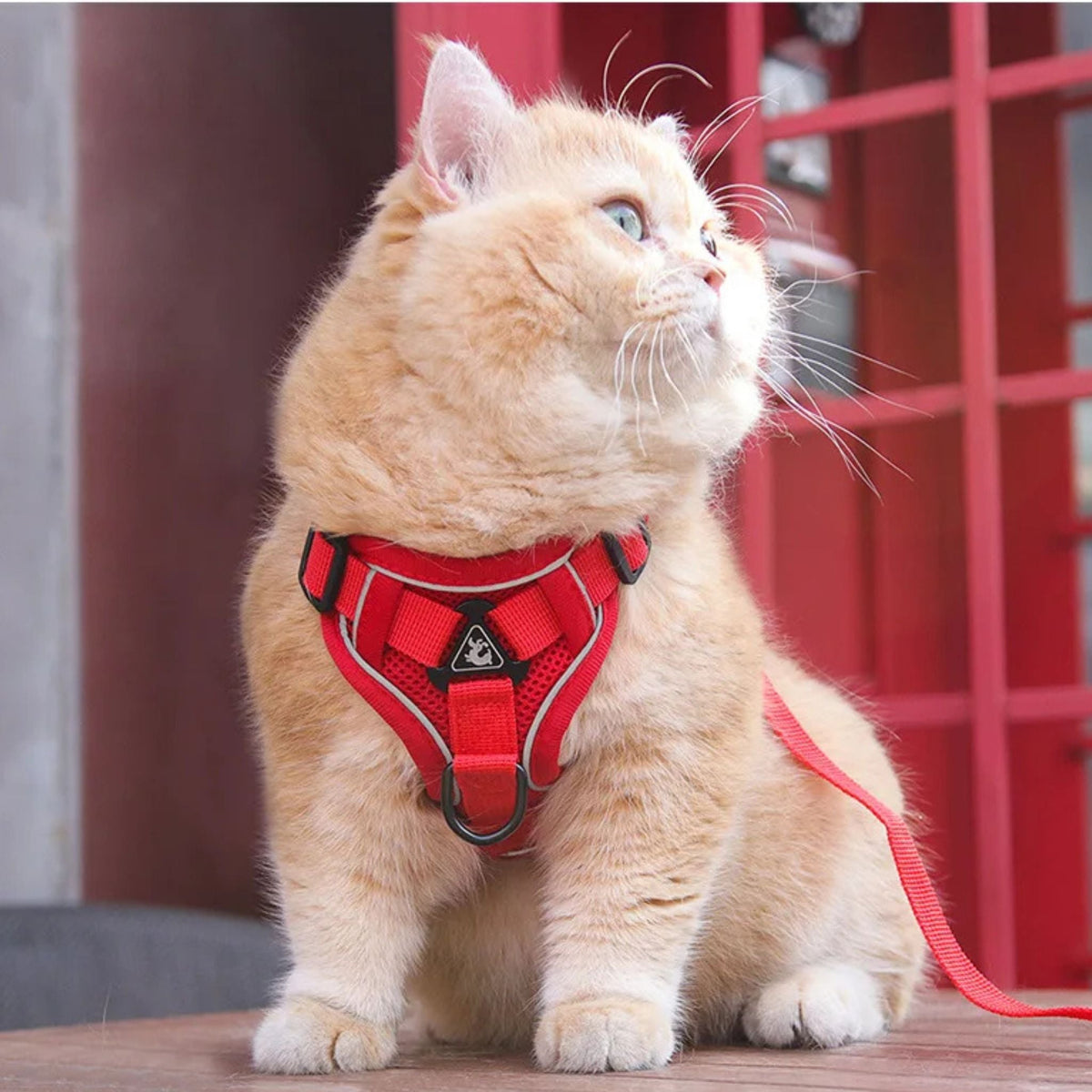 anti-escape cat harness | CATWALKS
