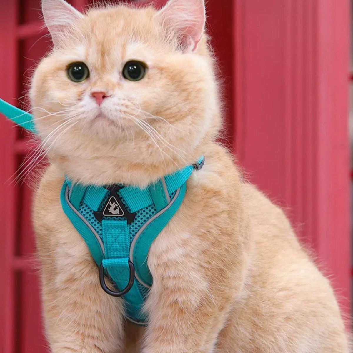 anti-escape cat harness | CATWALKS
