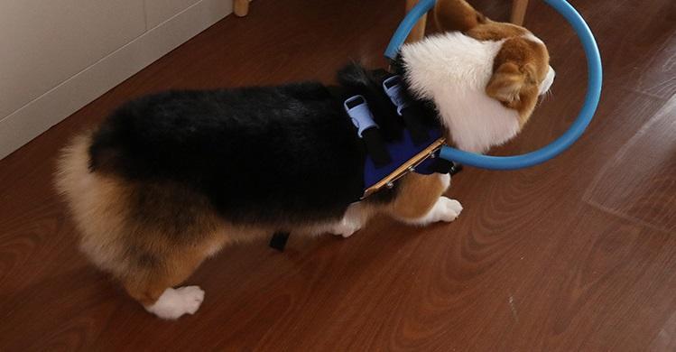Blind Dog Guide Collar Harness for Safe Daily Walks