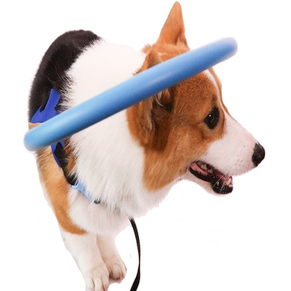 Blind Dog Guide Collar Harness for Safe Daily Walks