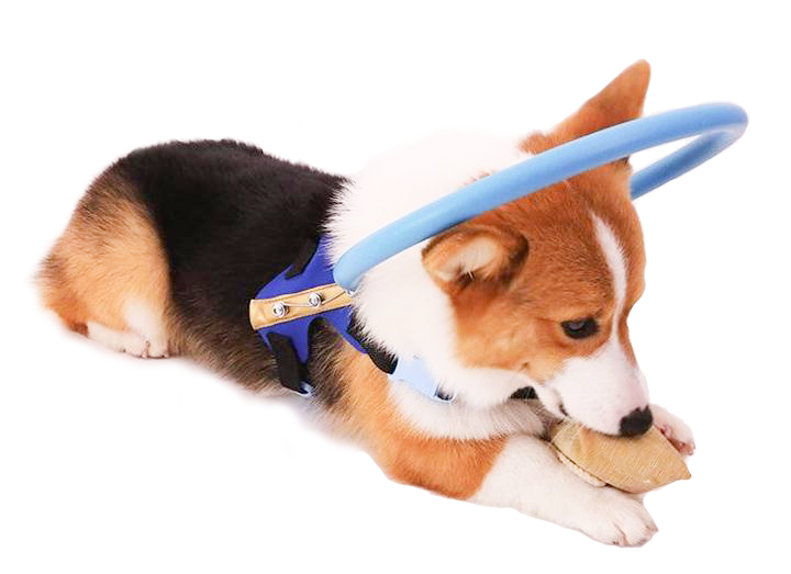 Blind Dog Guide Collar Harness for Safe Daily Walks