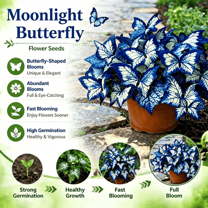 Moonlight Butterfly Flower Seeds