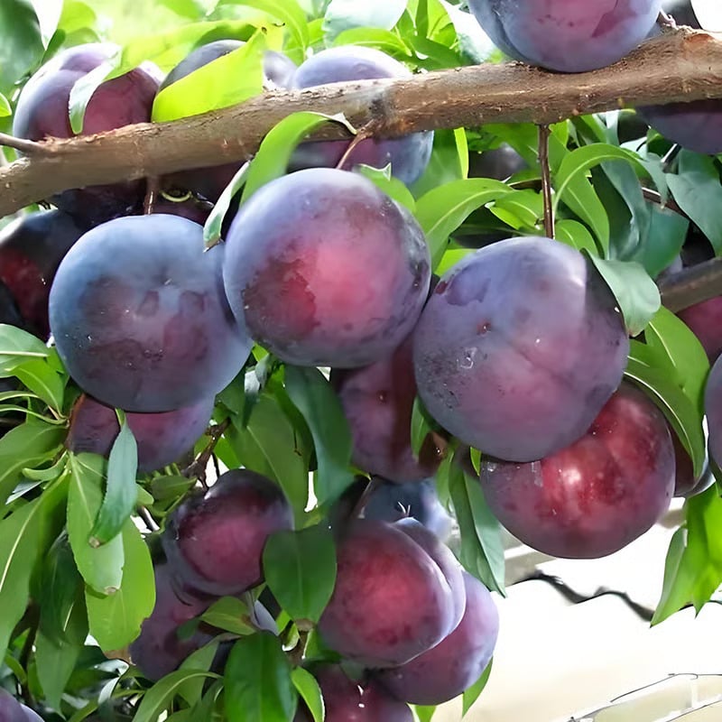 Heirloom Non-GMO Grafted Plum Tree