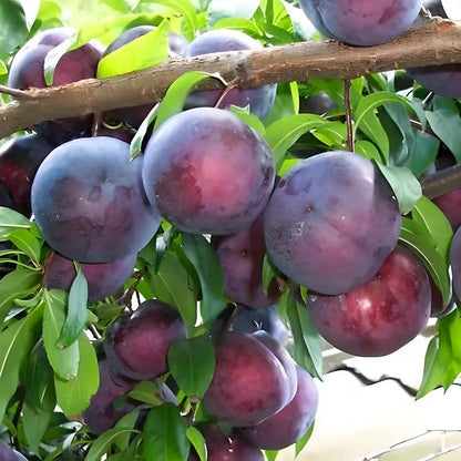 Heirloom Non-GMO Grafted Plum Tree