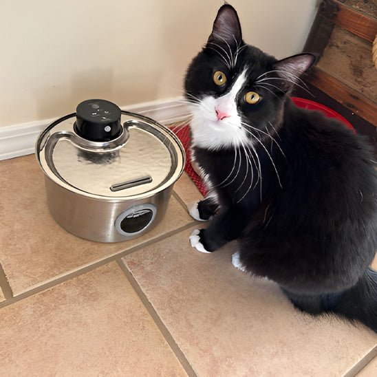 cordless cat water fountain | battery-powered hydration
