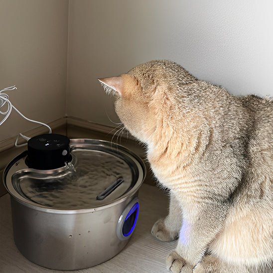 cordless cat water fountain | battery-powered hydration