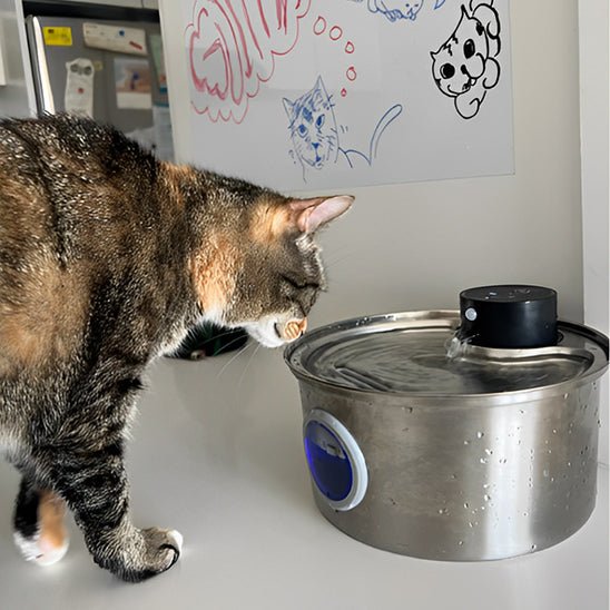 cordless cat water fountain | battery-powered hydration