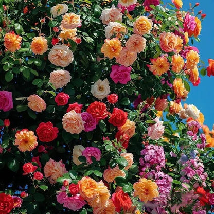 300 Pcs Rare Rose Flower Seeds