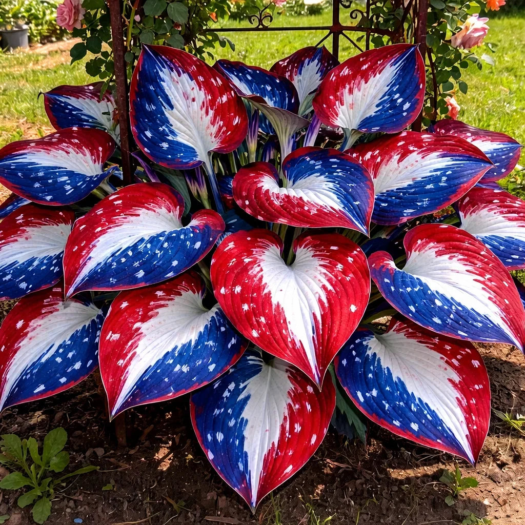 Rare American Glory Hosta Bulbs