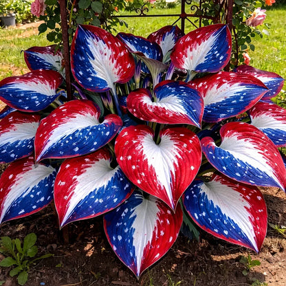 Rare American Glory Hosta Bulbs