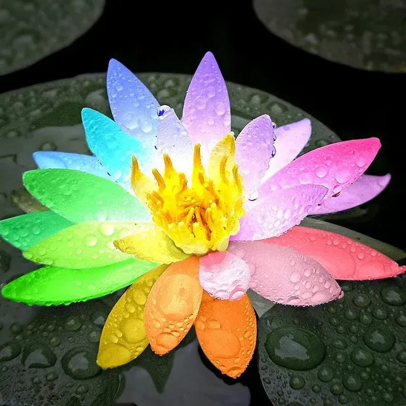 [7 days germination]The Sacred Bonsai Bowl Lotus Flower