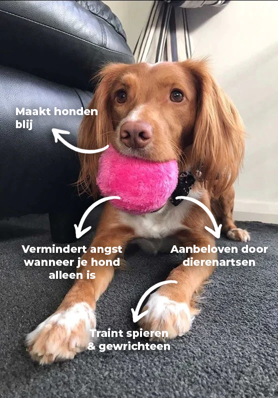 Davy | Automatic Dog Play Ball - Interactive Rolling Ball