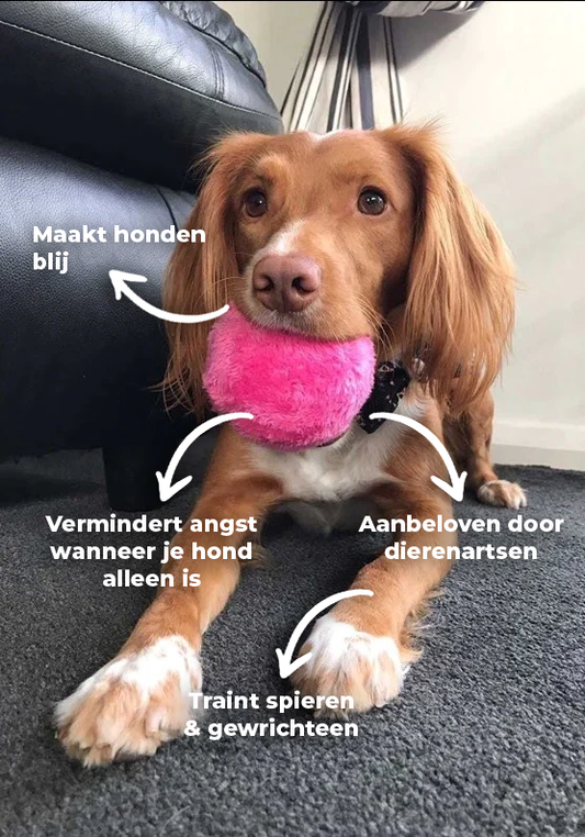 Davy | Automatic Dog Play Ball - Interactive Rolling Ball