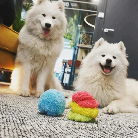 Davy | Automatic Dog Play Ball - Interactive Rolling Ball