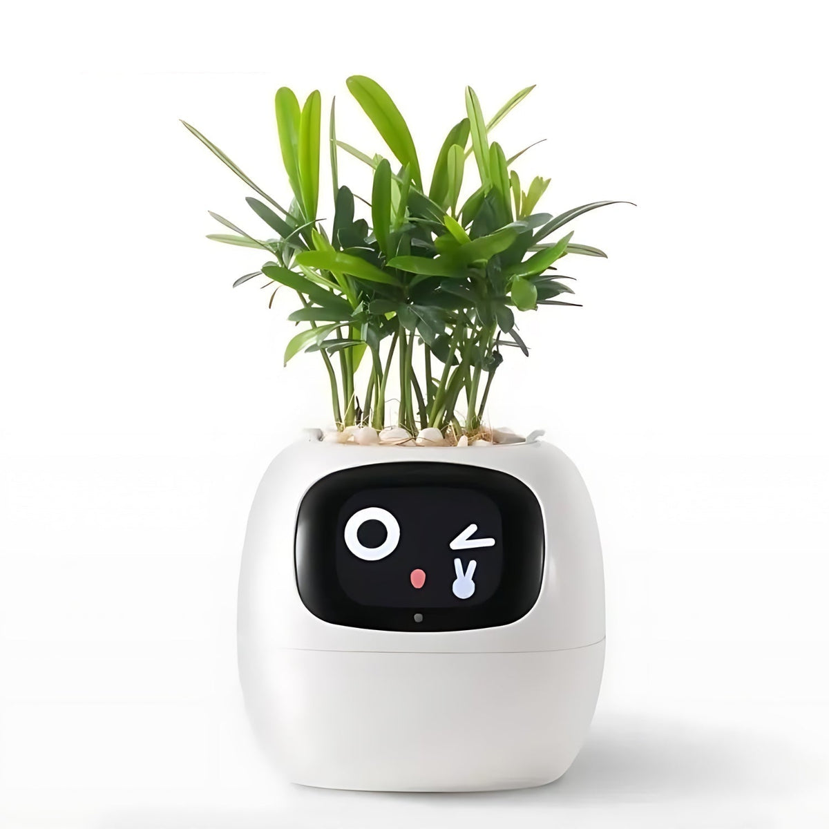 Davy | Automatic Smart Flower Pot - GreenBuddy SmartPot