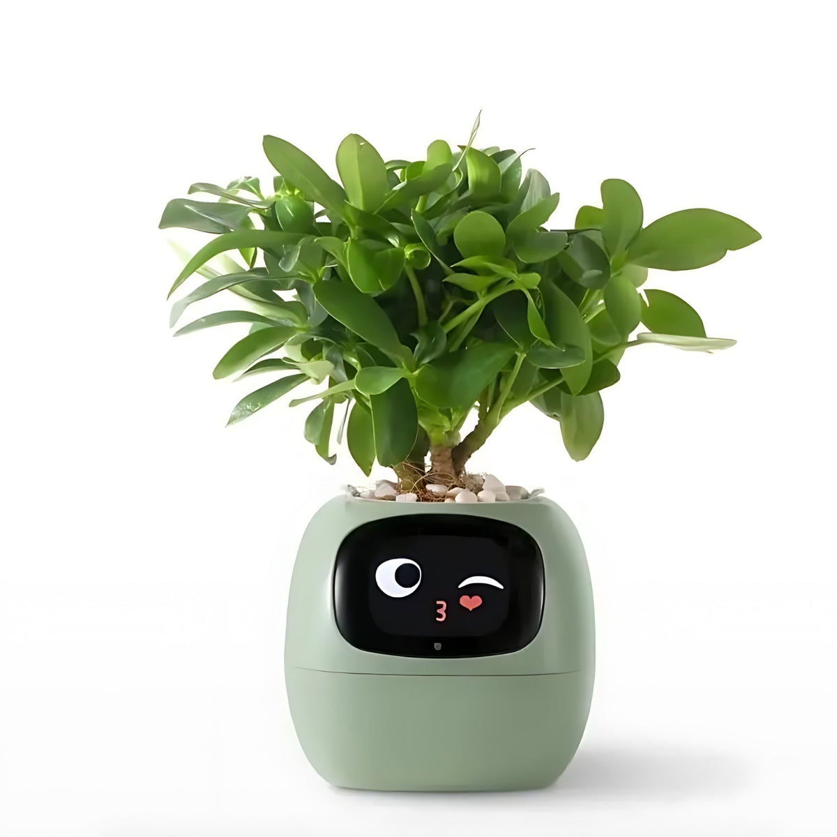 Davy | Automatic Smart Flower Pot - GreenBuddy SmartPot