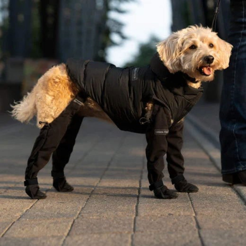 Davy | Dog Paw Protectors with Straps