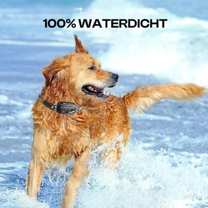 Davy | Dog Training Collar with Remote