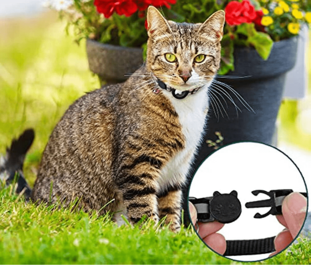 Davy | GPS Collar for Cats with Reflective Design