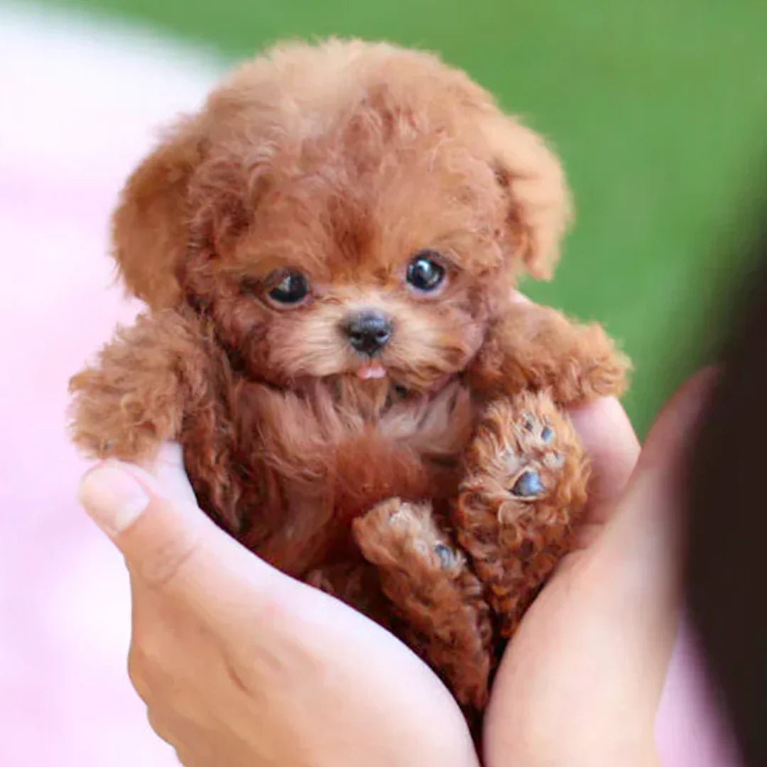 Davy | Interactive Plush Dog with Realistic Movements – For Children & Seniors