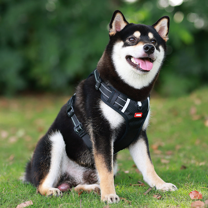 Davy | No Pull Dog Harness Reflective