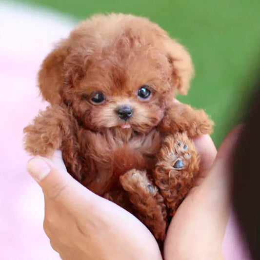 Davy | SnugglePup – Realistic Plush Puppy with Lifelike Details