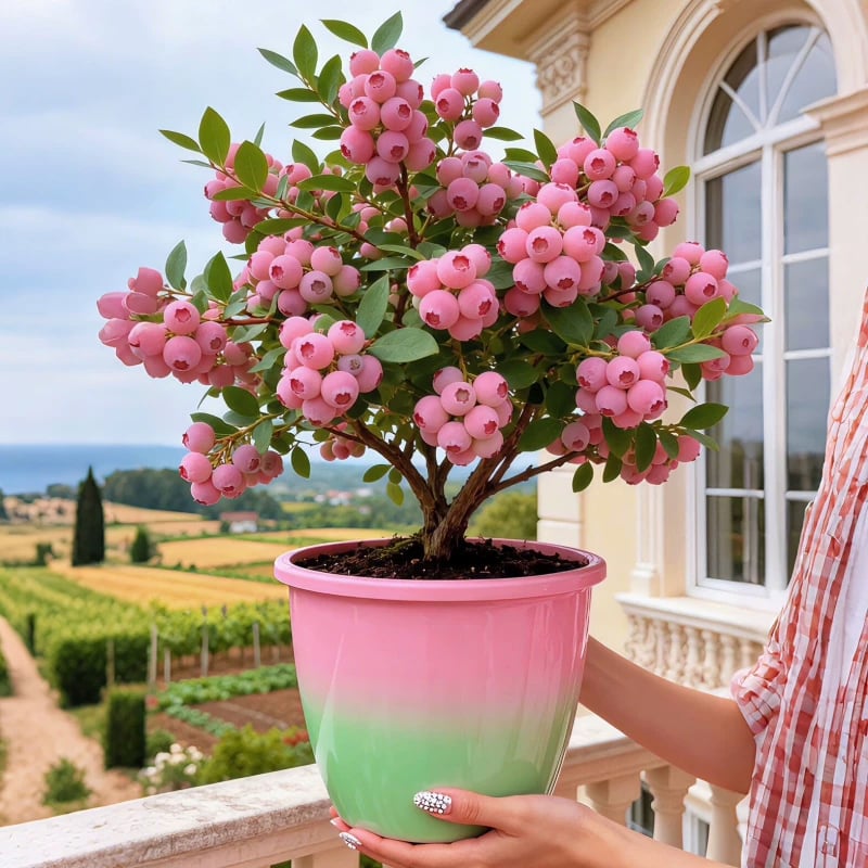 Premium Pink Blueberry Seeds