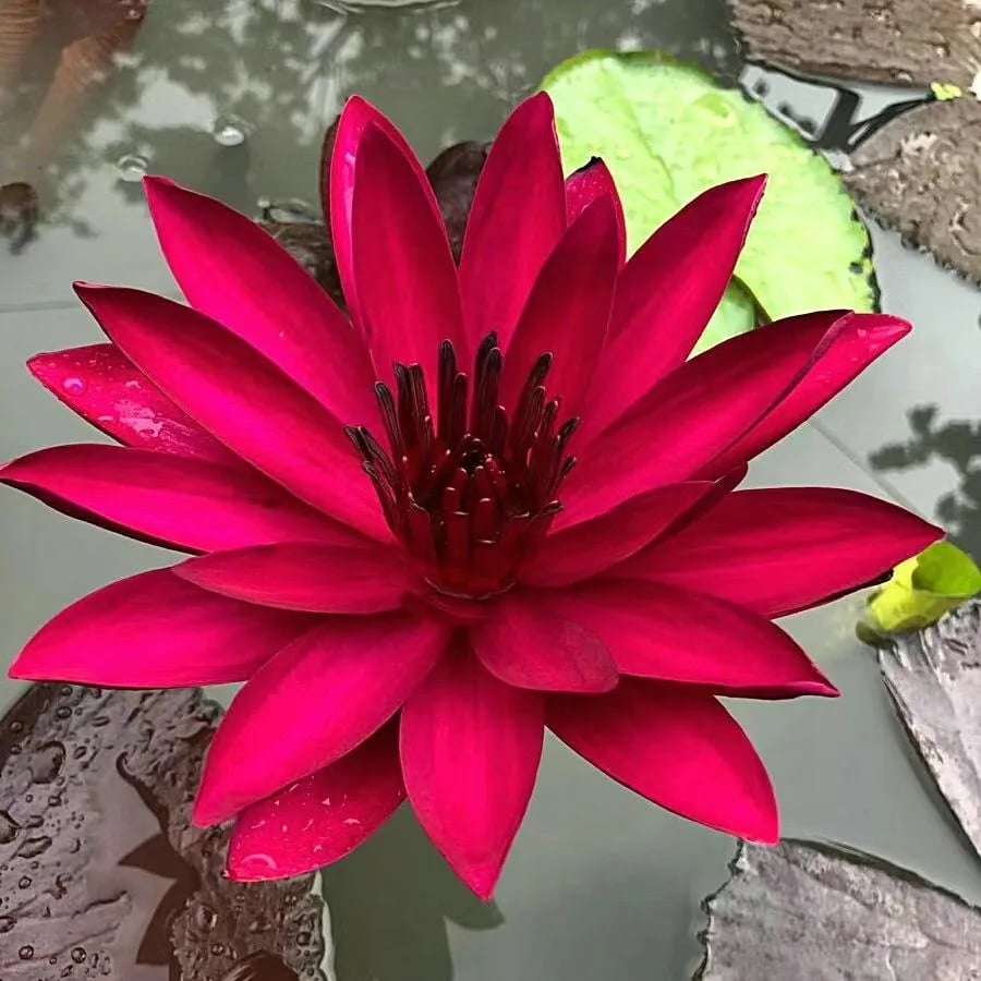 [7 days germination]The Sacred Bonsai Bowl Lotus Flower